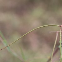 Sesbania bispinosa (Jacq.) W.Wight (Schreb.) Pers.